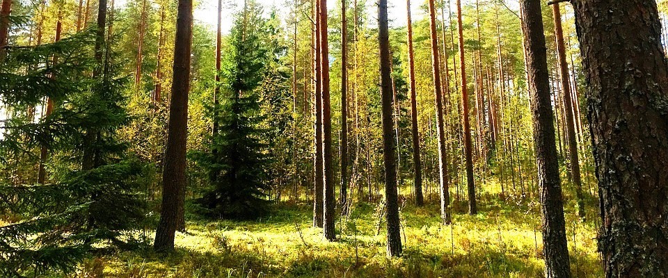 Biomasa: la solución clave para la descarbonización industrial