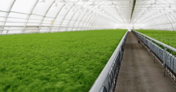 Transformando el sector alimentario hacia la descarbonización